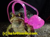 /home//u458753944/public_html/sourcegallery//Roxborough Toad Detour/2021/2021-03-31/P3310131.JPG